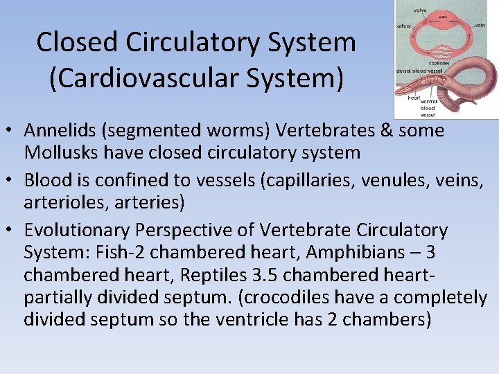 Closed Circulatory System (Cardiovascular System) • Annelids (segmented worms) Vertebrates & some Mollusks have Closed Circulatory System (Cardiovascular System) • Annelids (segmented worms) Vertebrates & some Mollusks have