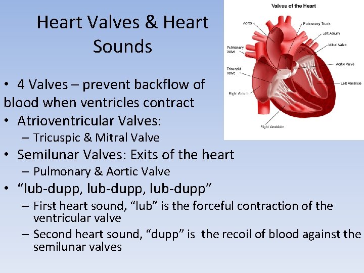 Heart Valves & Heart Sounds • 4 Valves – prevent backflow of blood when Heart Valves & Heart Sounds • 4 Valves – prevent backflow of blood when