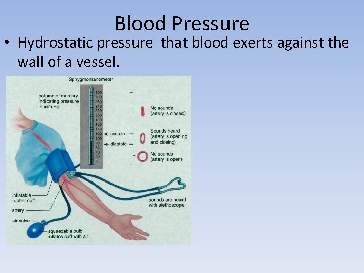 Blood Pressure • Hydrostatic pressure that blood exerts against the wall of a vessel. Blood Pressure • Hydrostatic pressure that blood exerts against the wall of a vessel.