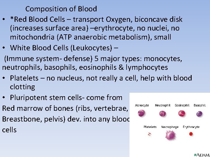 Composition of Blood • *Red Blood Cells – transport Oxygen, biconcave disk (increases surface Composition of Blood • *Red Blood Cells – transport Oxygen, biconcave disk (increases surface