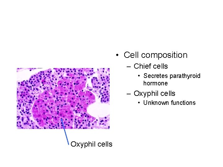  • Cell composition – Chief cells • Secretes parathyroid hormone – Oxyphil cells