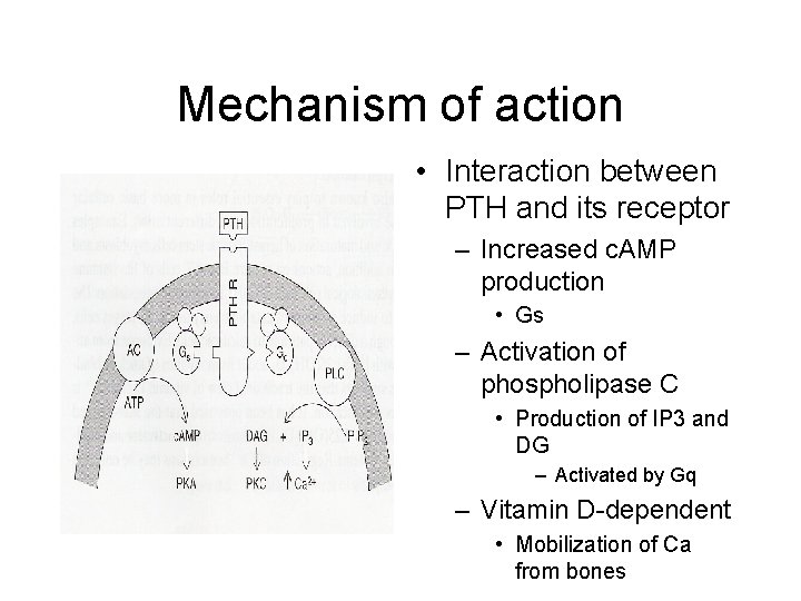 Mechanism of action • Interaction between PTH and its receptor – Increased c. AMP