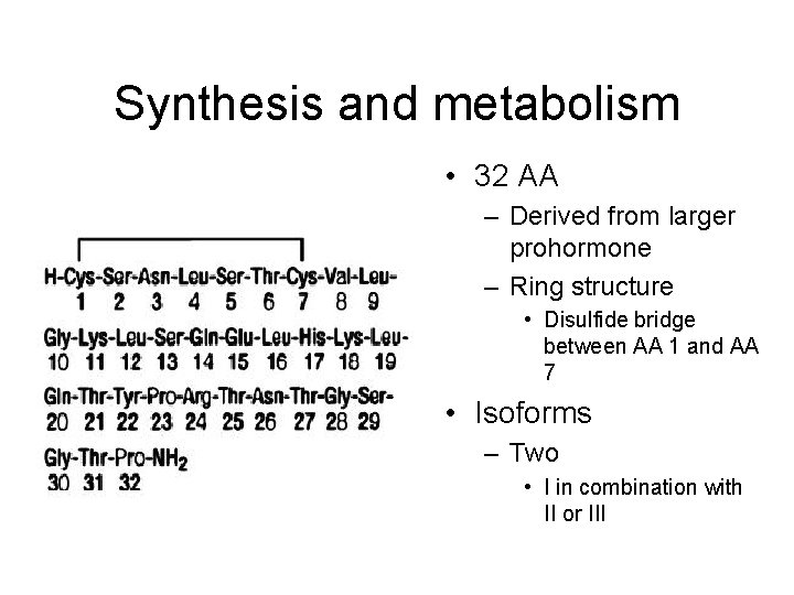 Synthesis and metabolism • 32 AA – Derived from larger prohormone – Ring structure