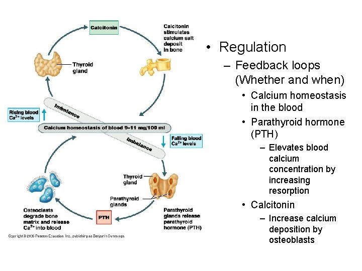  • Regulation – Feedback loops (Whether and when) • Calcium homeostasis in the