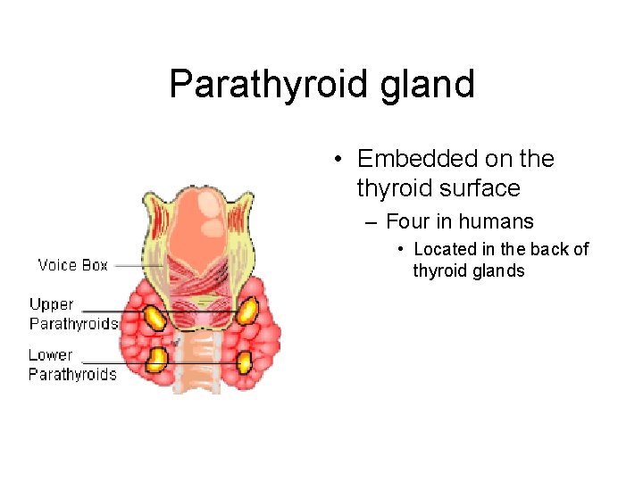 Parathyroid gland • Embedded on the thyroid surface – Four in humans • Located