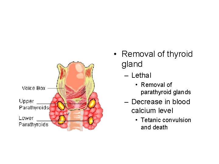  • Removal of thyroid gland – Lethal • Removal of parathyroid glands –