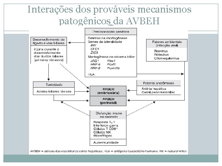 Interações dos prováveis mecanismos patogênicos da AVBEH 