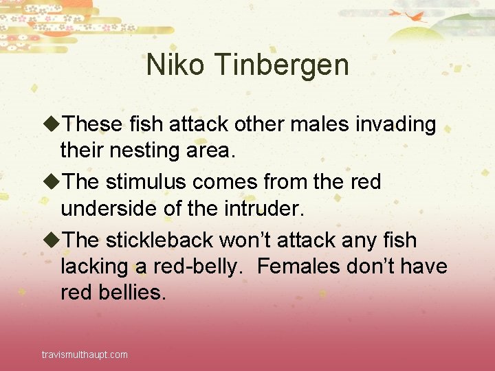 Niko Tinbergen u. These fish attack other males invading their nesting area. u. The