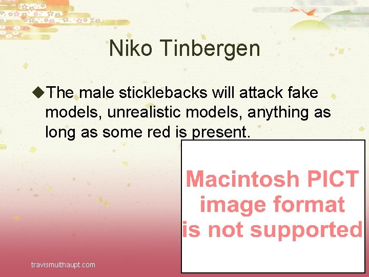 Niko Tinbergen u. The male sticklebacks will attack fake models, unrealistic models, anything as