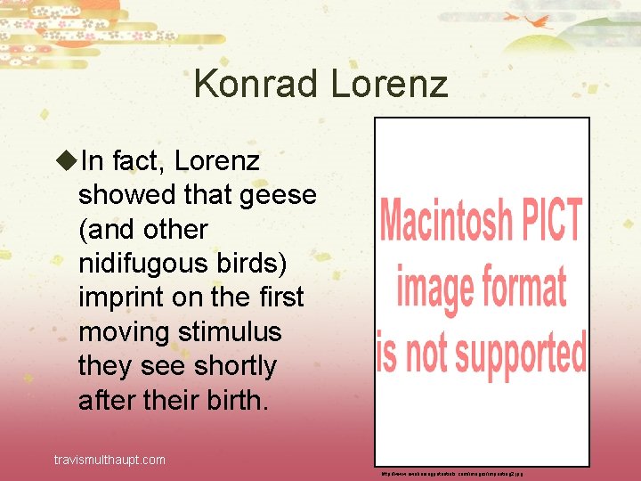 Konrad Lorenz u. In fact, Lorenz showed that geese (and other nidifugous birds) imprint