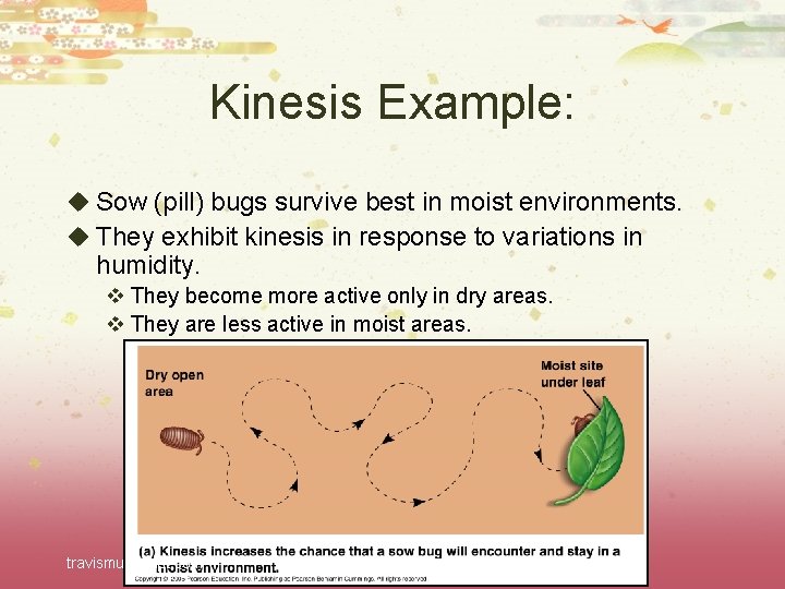 Kinesis Example: u Sow (pill) bugs survive best in moist environments. u They exhibit