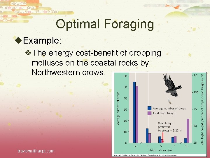 Optimal Foraging u. Example: v. The energy cost-benefit of dropping molluscs on the coastal