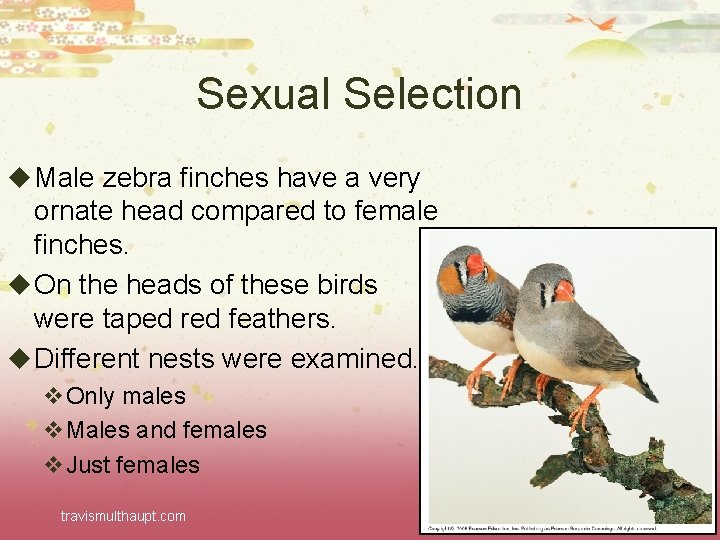 Sexual Selection u Male zebra finches have a very ornate head compared to female