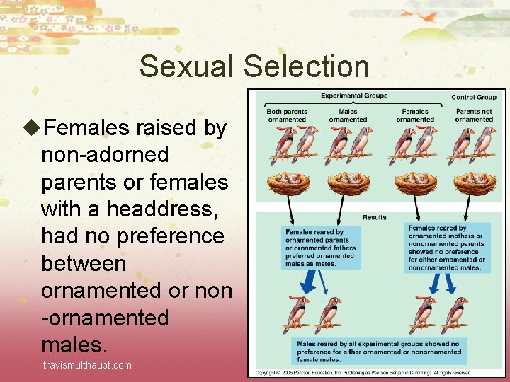 Sexual Selection u. Females raised by non-adorned parents or females with a headdress, had