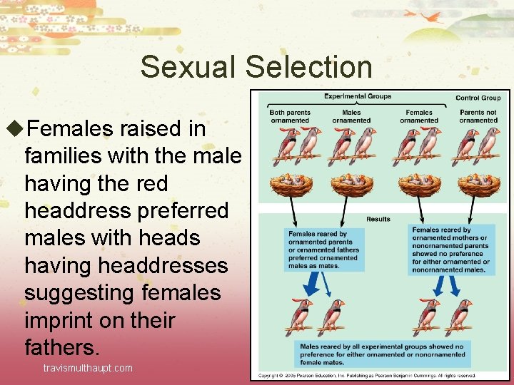 Sexual Selection u. Females raised in families with the male having the red headdress