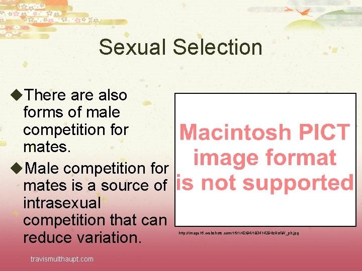 Sexual Selection u. There also forms of male competition for mates. u. Male competition