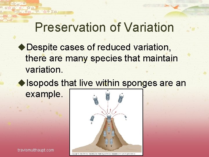 Preservation of Variation u. Despite cases of reduced variation, there are many species that