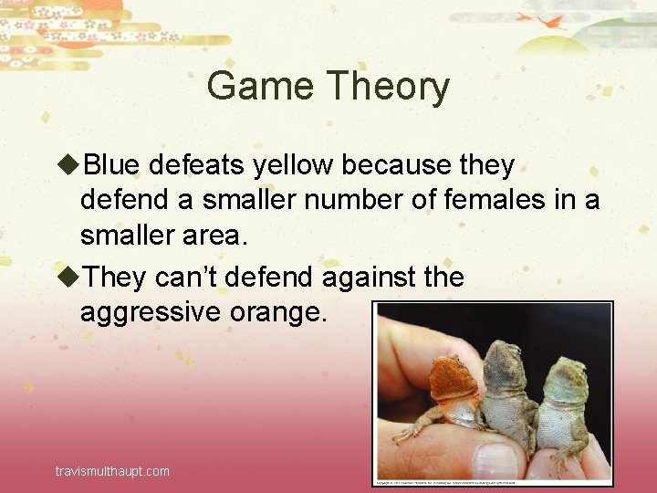 Game Theory u. Blue defeats yellow because they defend a smaller number of females