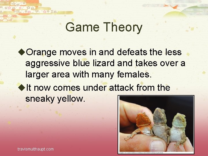 Game Theory u. Orange moves in and defeats the less aggressive blue lizard and