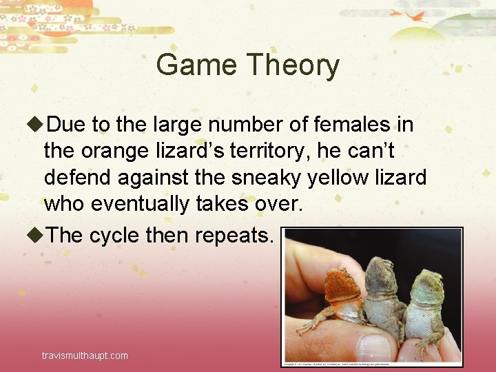 Game Theory u. Due to the large number of females in the orange lizard’s