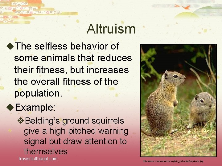 Altruism u. The selfless behavior of some animals that reduces their fitness, but increases