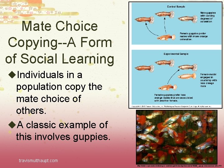Mate Choice Copying--A Form of Social Learning u. Individuals in a population copy the