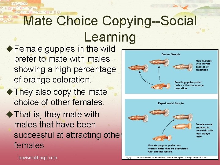 Mate Choice Copying--Social Learning u Female guppies in the wild prefer to mate with