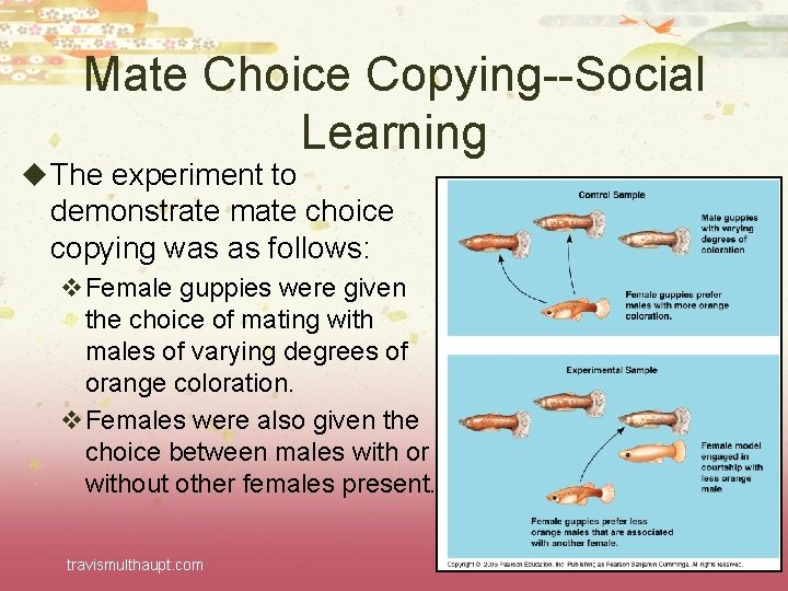 Mate Choice Copying--Social Learning u The experiment to demonstrate mate choice copying was as