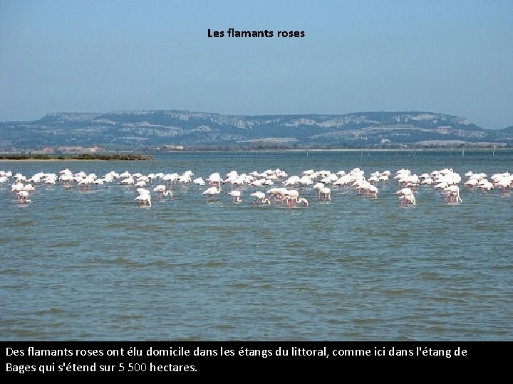 Les flamants roses Des flamants roses ont élu domicile dans les étangs du littoral,