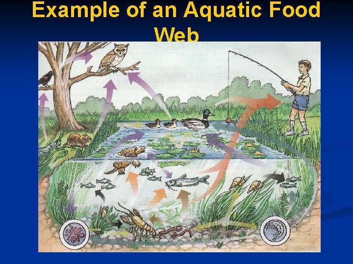 Example of an Aquatic Food Web 