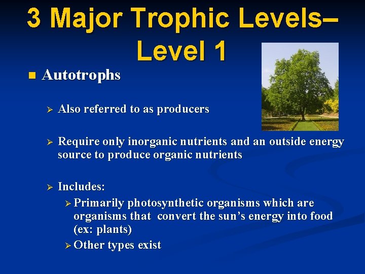 3 Major Trophic Levels– Level 1 n Autotrophs Ø Also referred to as producers