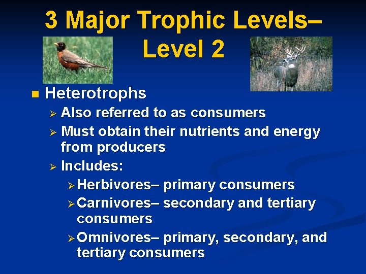 3 Major Trophic Levels– Level 2 n Heterotrophs Ø Also referred to as consumers