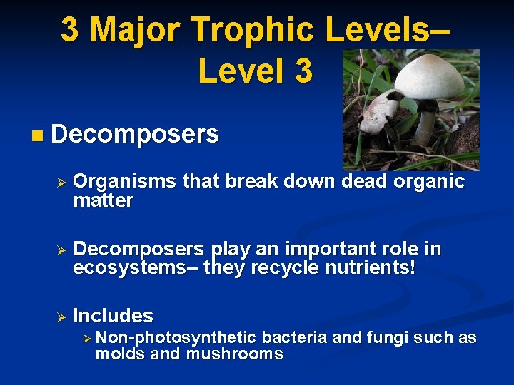 3 Major Trophic Levels– Level 3 n Decomposers Ø Organisms matter that break down