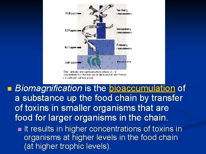 n Biomagnification is the bioaccumulation of a substance up the food chain by transfer