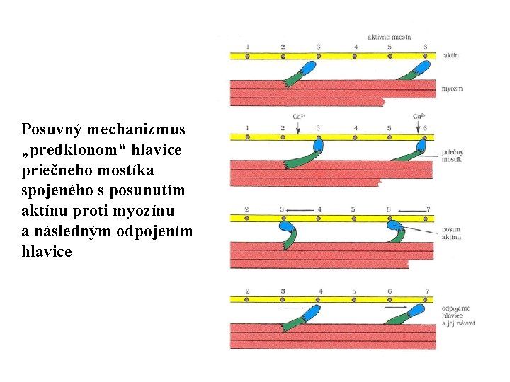 Posuvný mechanizmus „predklonom“ hlavice priečneho mostíka spojeného s posunutím aktínu proti myozínu a následným