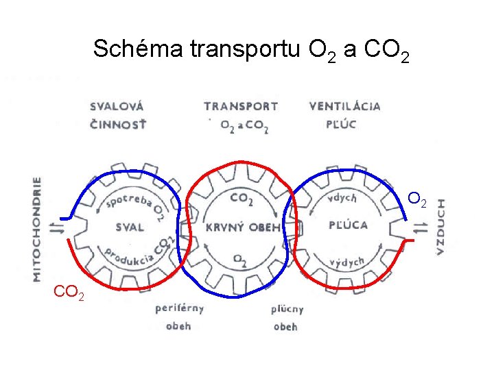 Schéma transportu O 2 a CO 2 