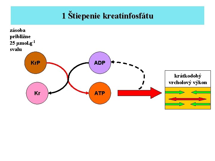 1 Štiepenie kreatínfosfátu zásoba približne 25 µmol. g-1 svalu Kr. P ADP krátkodobý vrcholový