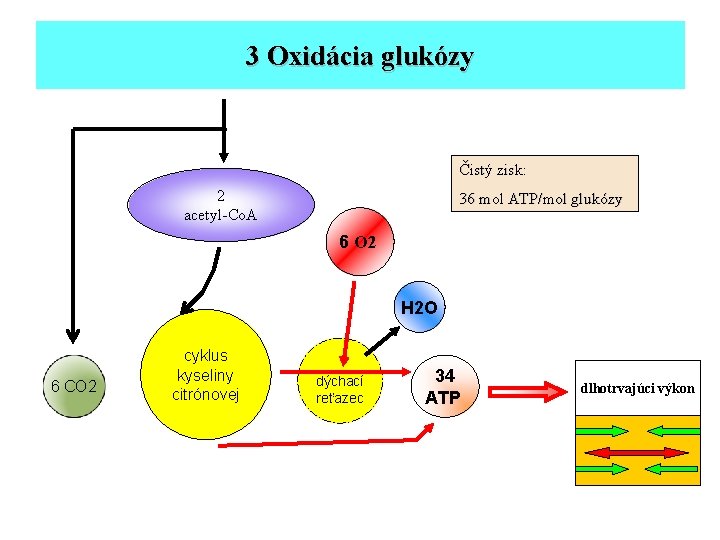 3 Oxidácia glukózy Čistý zisk: 2 acetyl-Co. A 36 mol ATP/mol glukózy 6 O