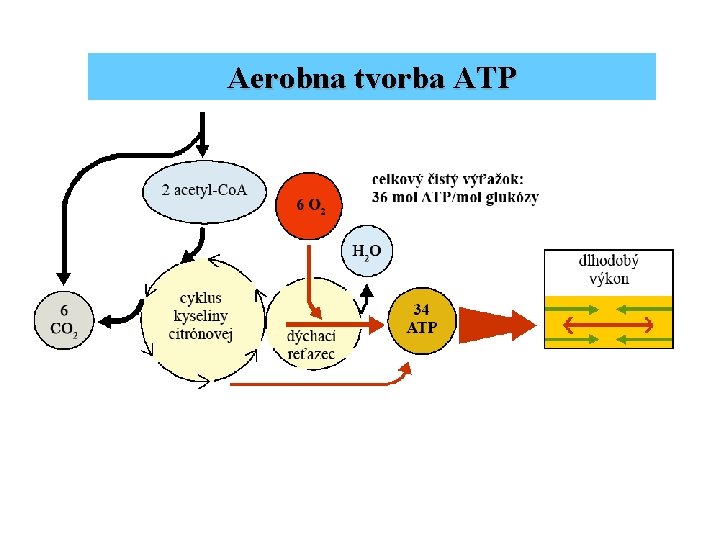 Aerobna tvorba ATP substráty bohaté na energiu 