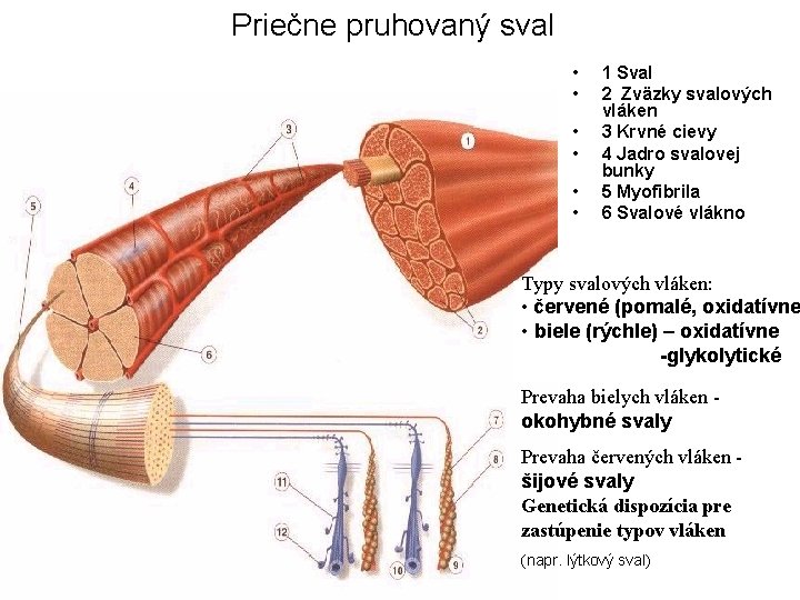 Priečne pruhovaný sval • • • 1 Sval 2 Zväzky svalových vláken 3 Krvné