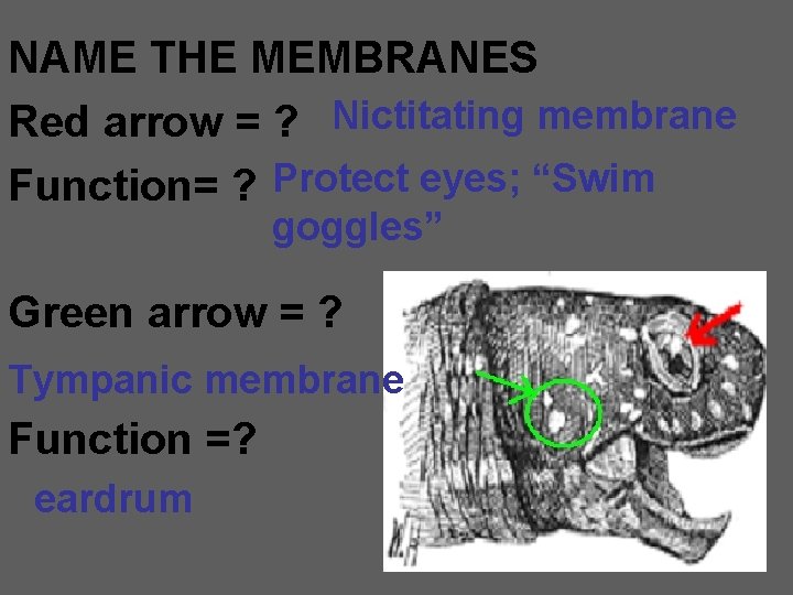 NAME THE MEMBRANES Red arrow = ? Nictitating membrane Function= ? Protect eyes; “Swim