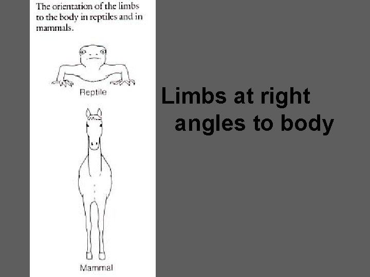 Limbs at right angles to body 