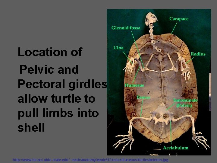 Location of Pelvic and Pectoral girdles allow turtle to pull limbs into shell http: