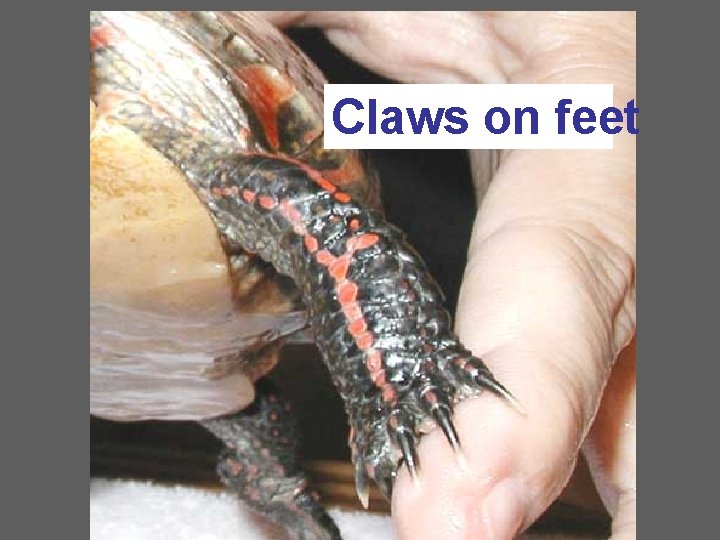 Claws on feet 