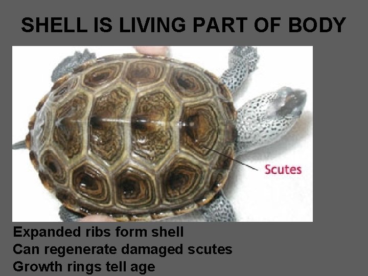 SHELL IS LIVING PART OF BODY Expanded ribs form shell Can regenerate damaged scutes