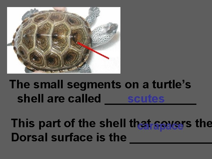 The small segments on a turtle’s shell are called _______ scutes This part of
