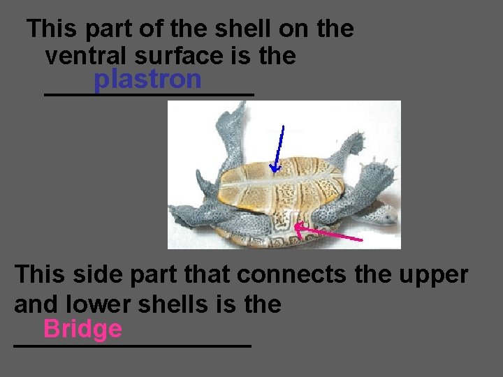 This part of the shell on the ventral surface is the plastron ________ This