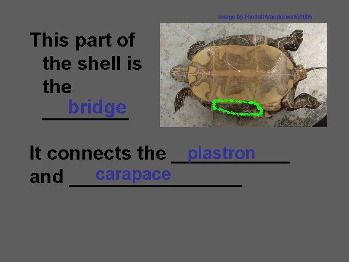 Image by Riedell/Vanderwal© 2005 This part of the shell is the bridge ____ plastron