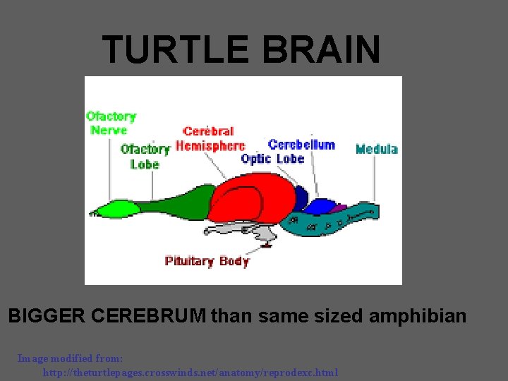 TURTLE BRAIN BIGGER CEREBRUM than same sized amphibian Image modified from: http: //theturtlepages. crosswinds.