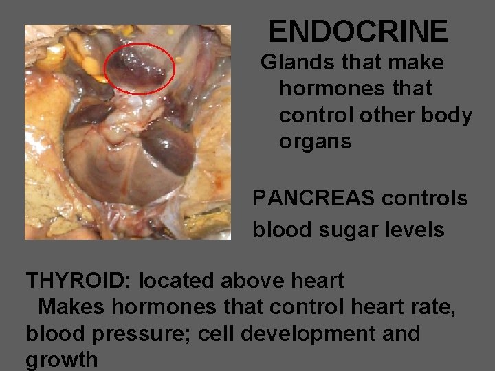 ENDOCRINE Glands that make hormones that control other body organs PANCREAS controls blood sugar